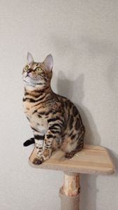 Кошеня бенгал