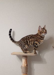 Кошеня бенгал