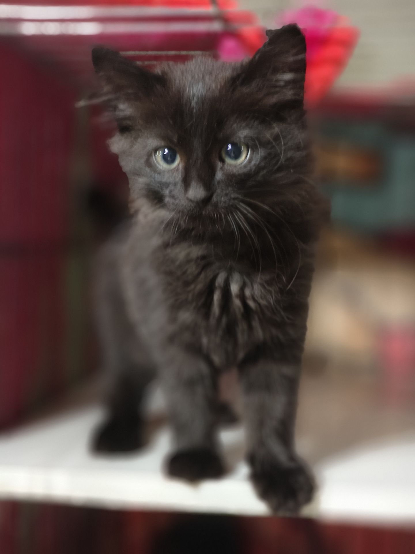 Кошеня, 2,5 місяці