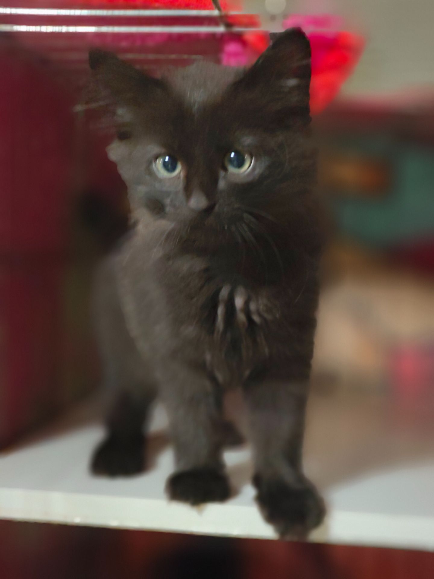 Кошеня, 2,5 місяці