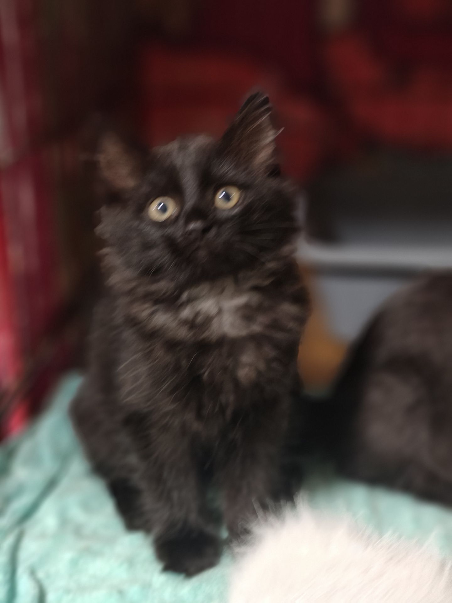 Кошеня, 2,5 місяці