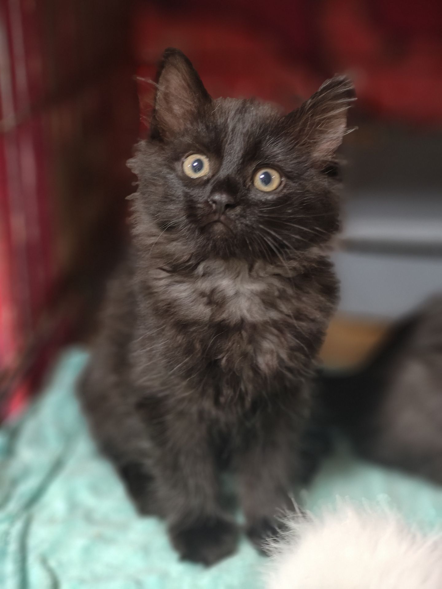 Кошеня, 2,5 місяці