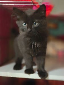 Кошеня, 2,5 місяці