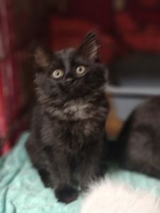 Кошеня, 2,5 місяці