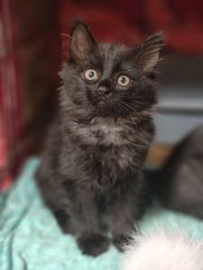 Кошеня, 2,5 місяці