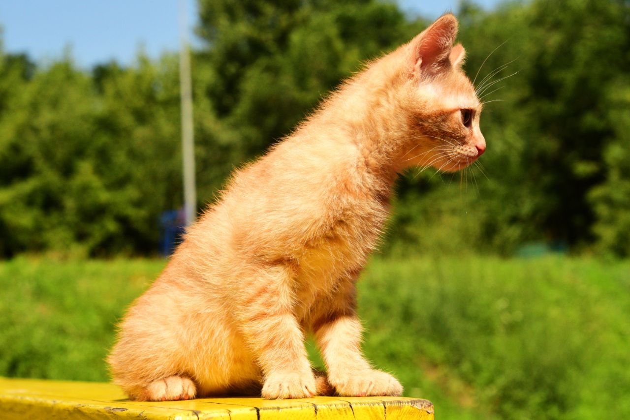 Кото-хлопчик, буде гарний мишолов