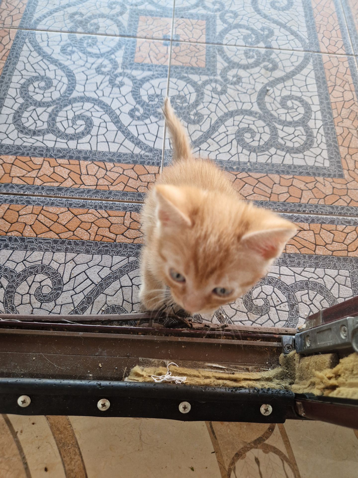 Кото-хлопчик, буде гарний мишолов