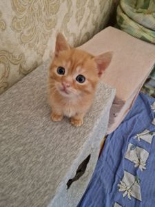Кото-хлопчик, буде гарний мишолов