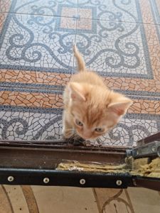 Кото-хлопчик, буде гарний мишолов