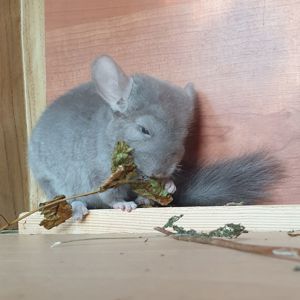 Маленькая самочка шиншиллы бежевая эбони