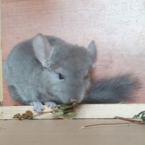Маленькая самочка шиншиллы бежевая эбони