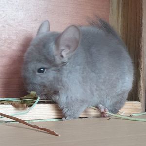 Маленькая самочка шиншиллы бежевая эбони