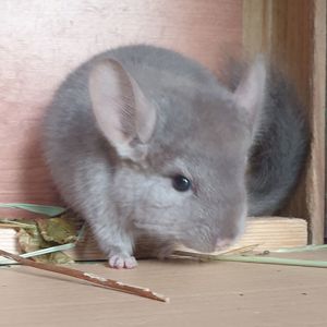 Маленькая самочка шиншиллы бежевая эбони