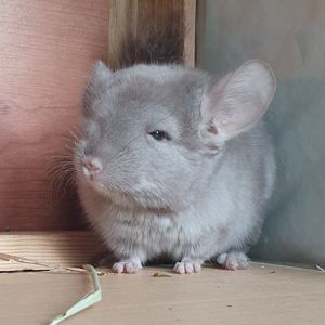 Маленькая самочка шиншиллы бежевая эбони
