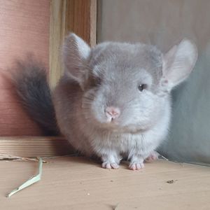 Маленькая самочка шиншиллы бежевая эбони