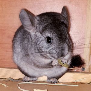 Маленький самец шиншиллы стандарт носитель эбони