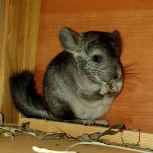 Маленький самец шиншиллы стандарт носитель эбони