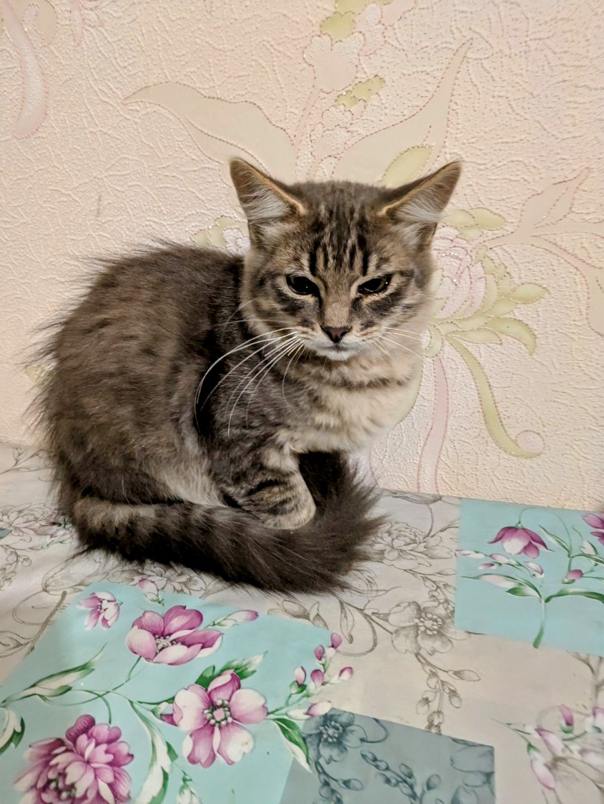 Котик в хороші руки, 3,5 місяці