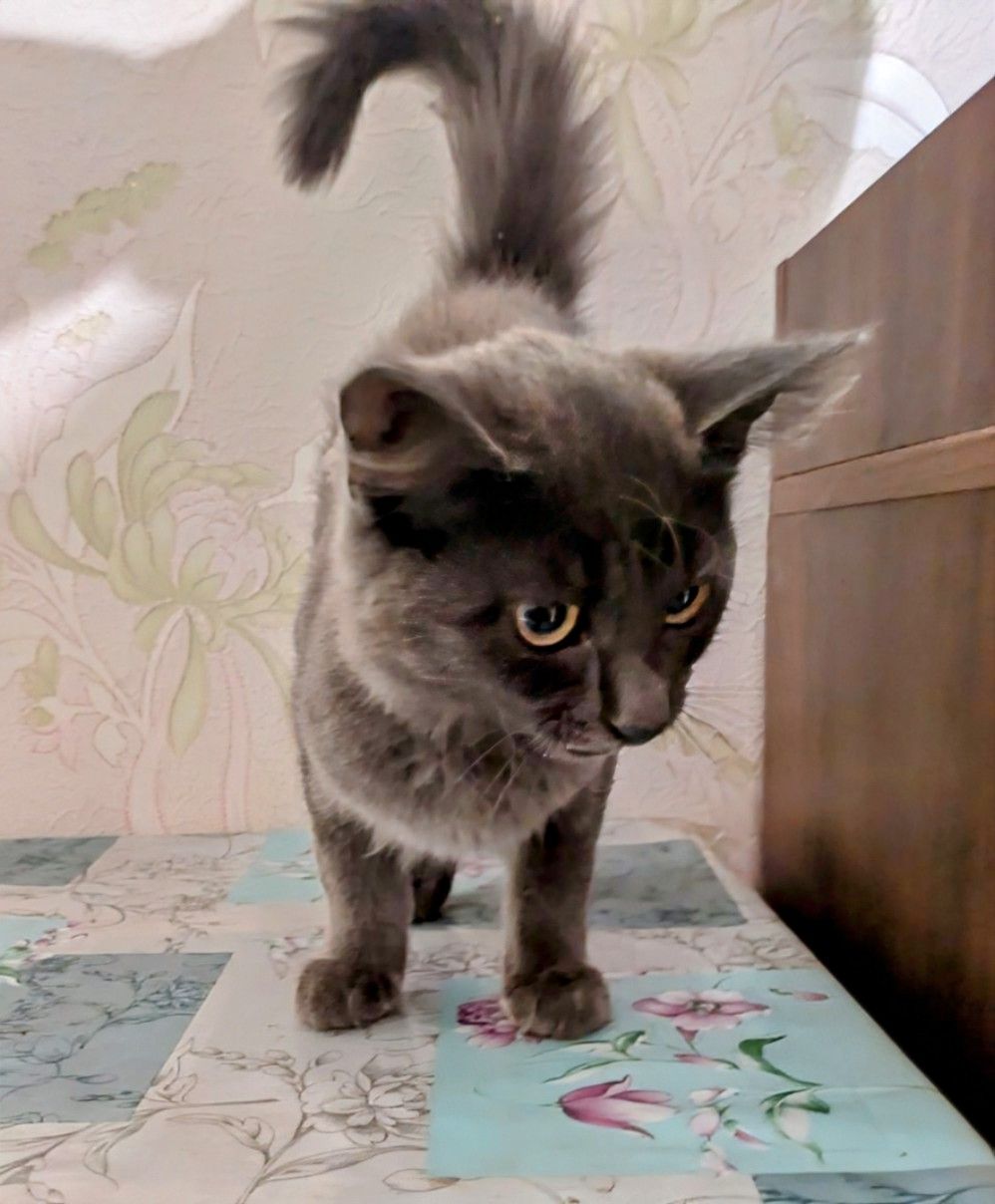 Кішечка в хороші руки, 3,5 місяці