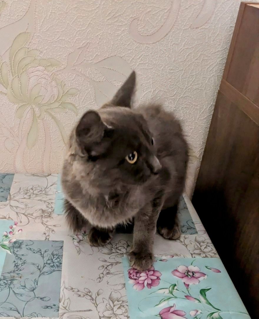 Кішечка в хороші руки, 3,5 місяці