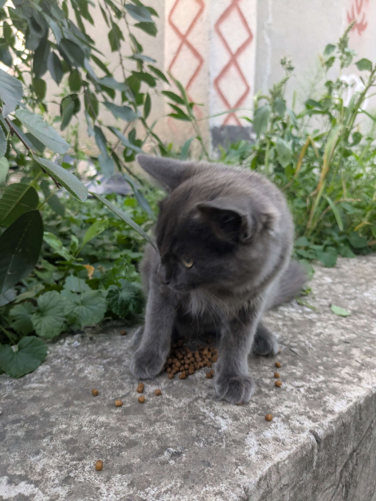 Кішечка в хороші руки, 3,5 місяці