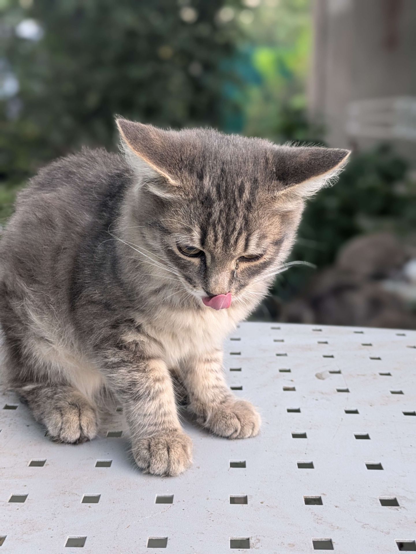 Котик в хороші руки, 3,5 місяці