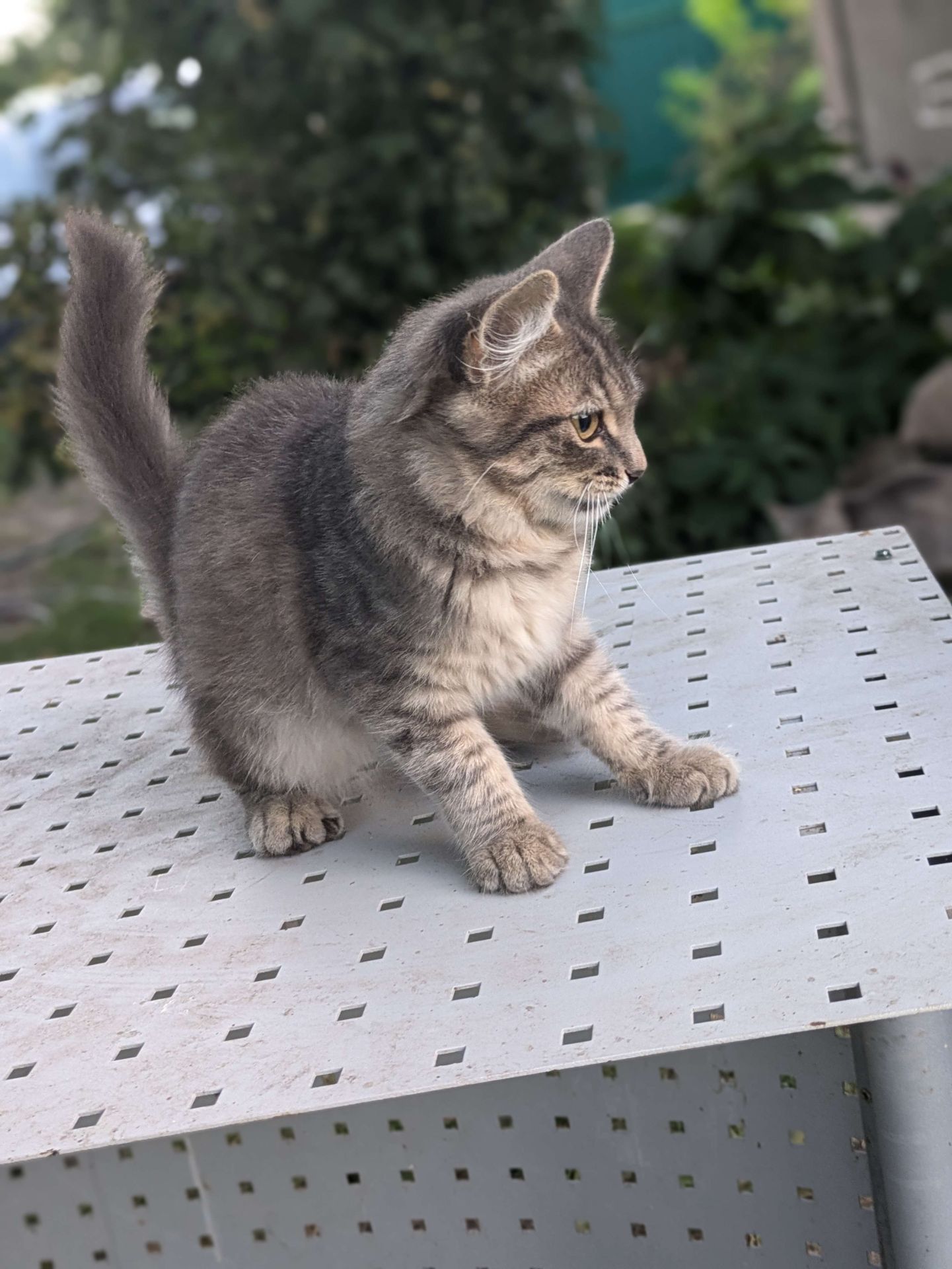 Котик в хороші руки, 3,5 місяці