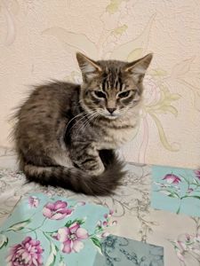 Котик в хороші руки, 3,5 місяці