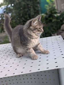 Котик в хороші руки, 3,5 місяці