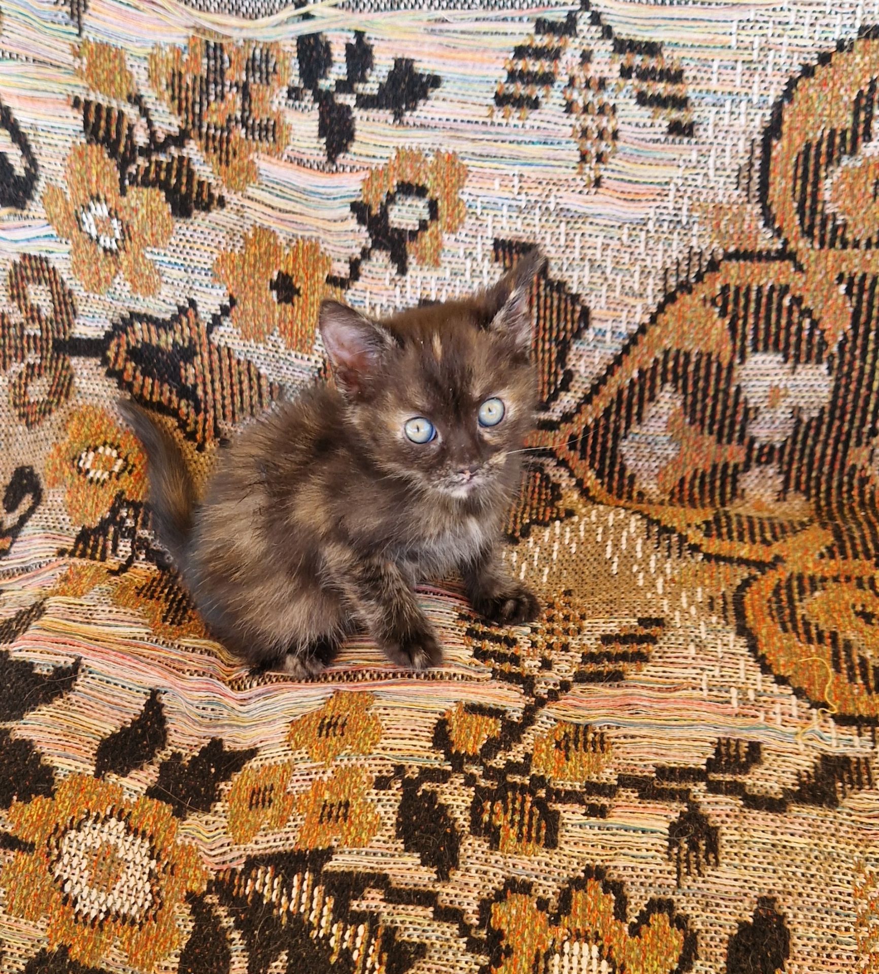 КОТОАмулет дівочого щастя фантастичного окрасу