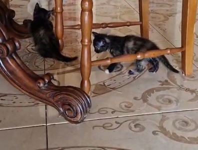 КОТОАмулет дівочого щастя фантастичного окрасу