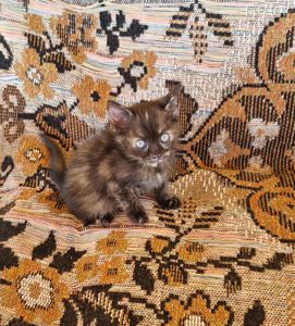 КОТОАмулет дівочого щастя фантастичного окрасу