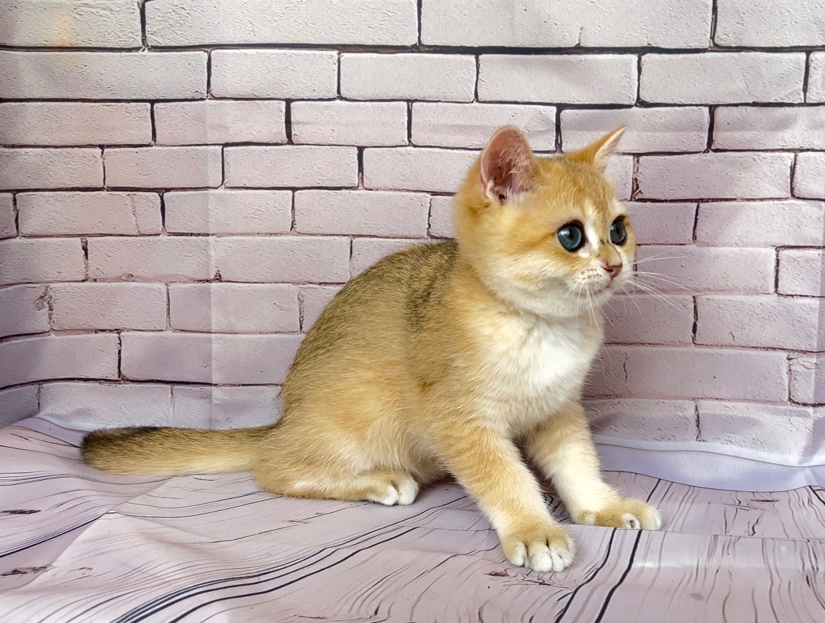 Золота шиншила. Хлопчик.