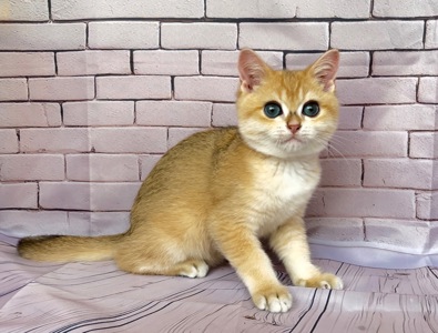 Золота шиншила. Хлопчик.
