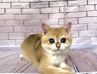 Золота шиншила. Хлопчик.