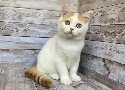 Британские котята, мальчики. Питомник Британских кошек.