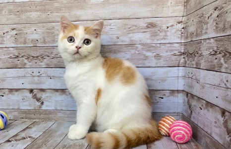 Британские котята, мальчики. Питомник Британских кошек.