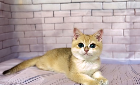 Золота шиншила. Хлопчик.