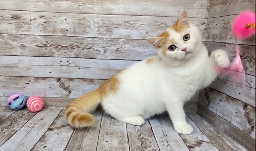 Британские котята, мальчики. Питомник Британских кошек.