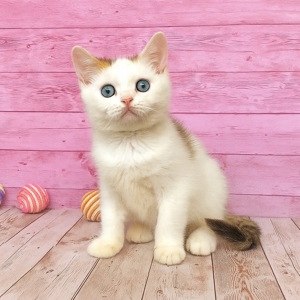 Британские котята, мальчики. Питомник Британских кошек.