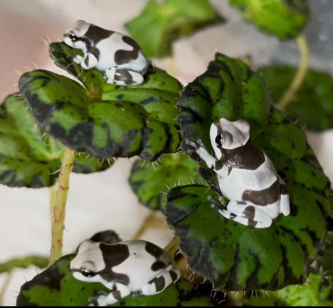 Trachycephalus resinifictrix ( Amazon milk frog). Арлекин. Жабовидная квакша