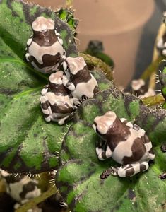 Trachycephalus resinifictrix ( Amazon milk frog). Арлекин. Жабовидная квакша