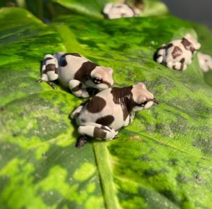 Trachycephalus resinifictrix ( Amazon milk frog). Арлекин. Жабовидная квакша
