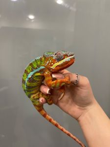 Хамелеон яскравий