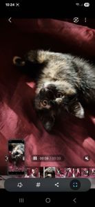 Пухнаста КотоПринцеса кольору темного шоколаду та кави з молоком