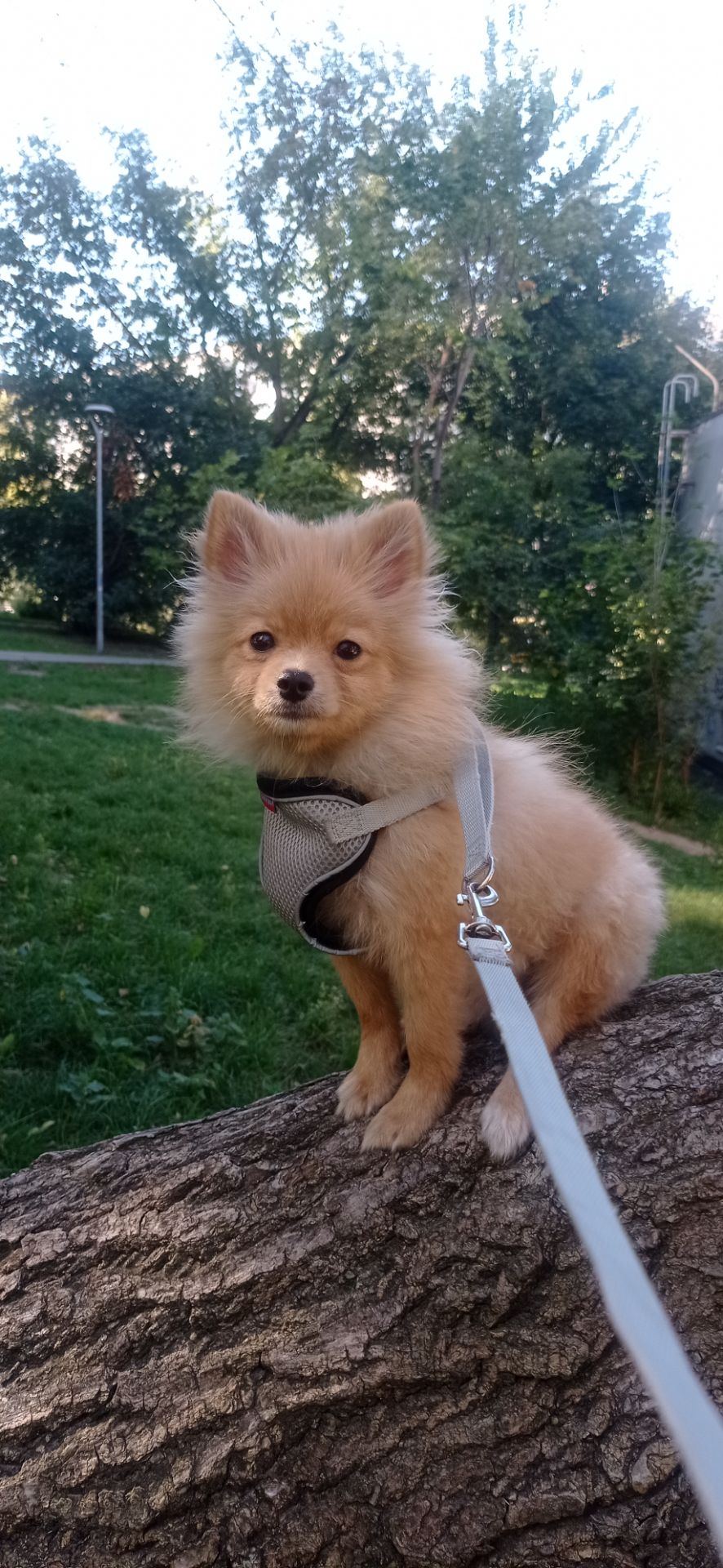 Шпиц мальчик Продам срочно