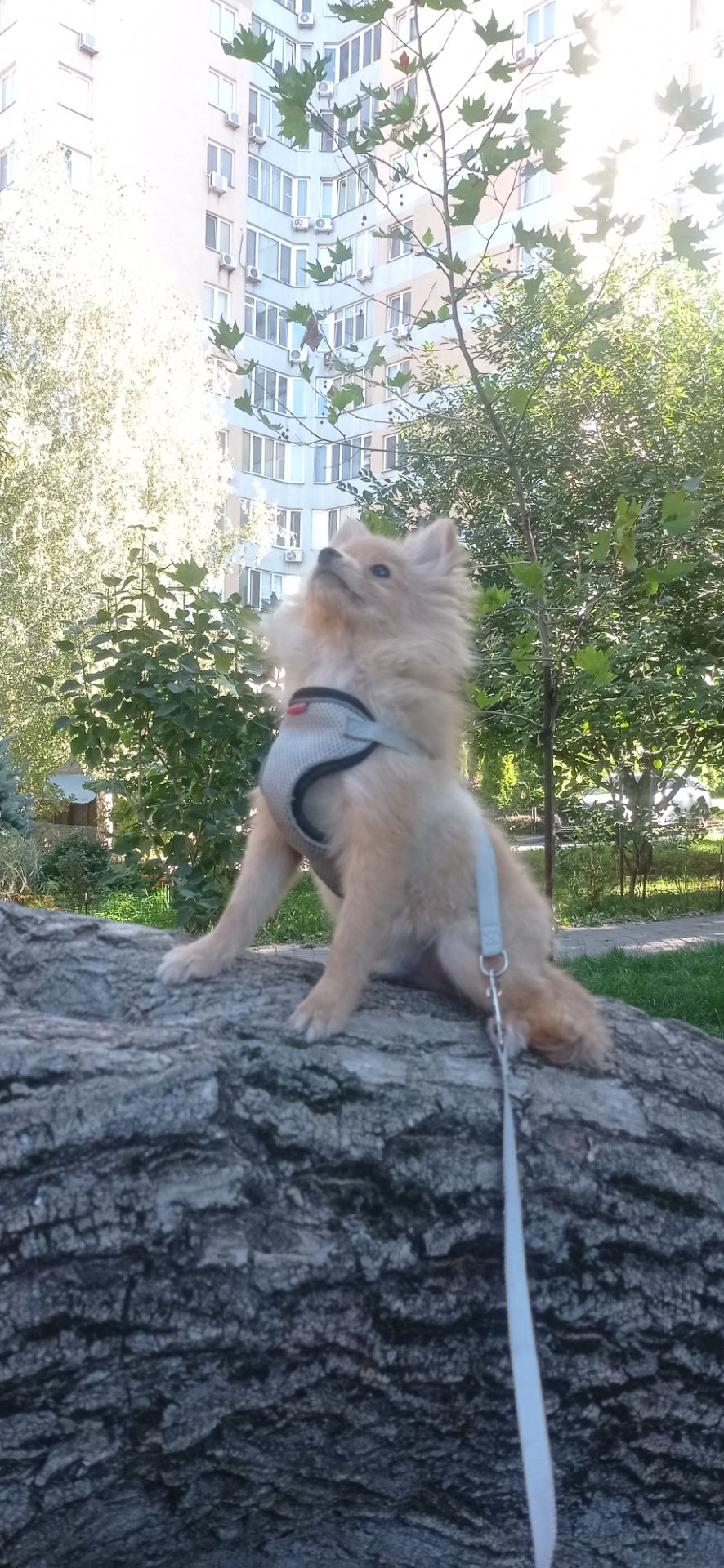 Шпиц мальчик Продам срочно