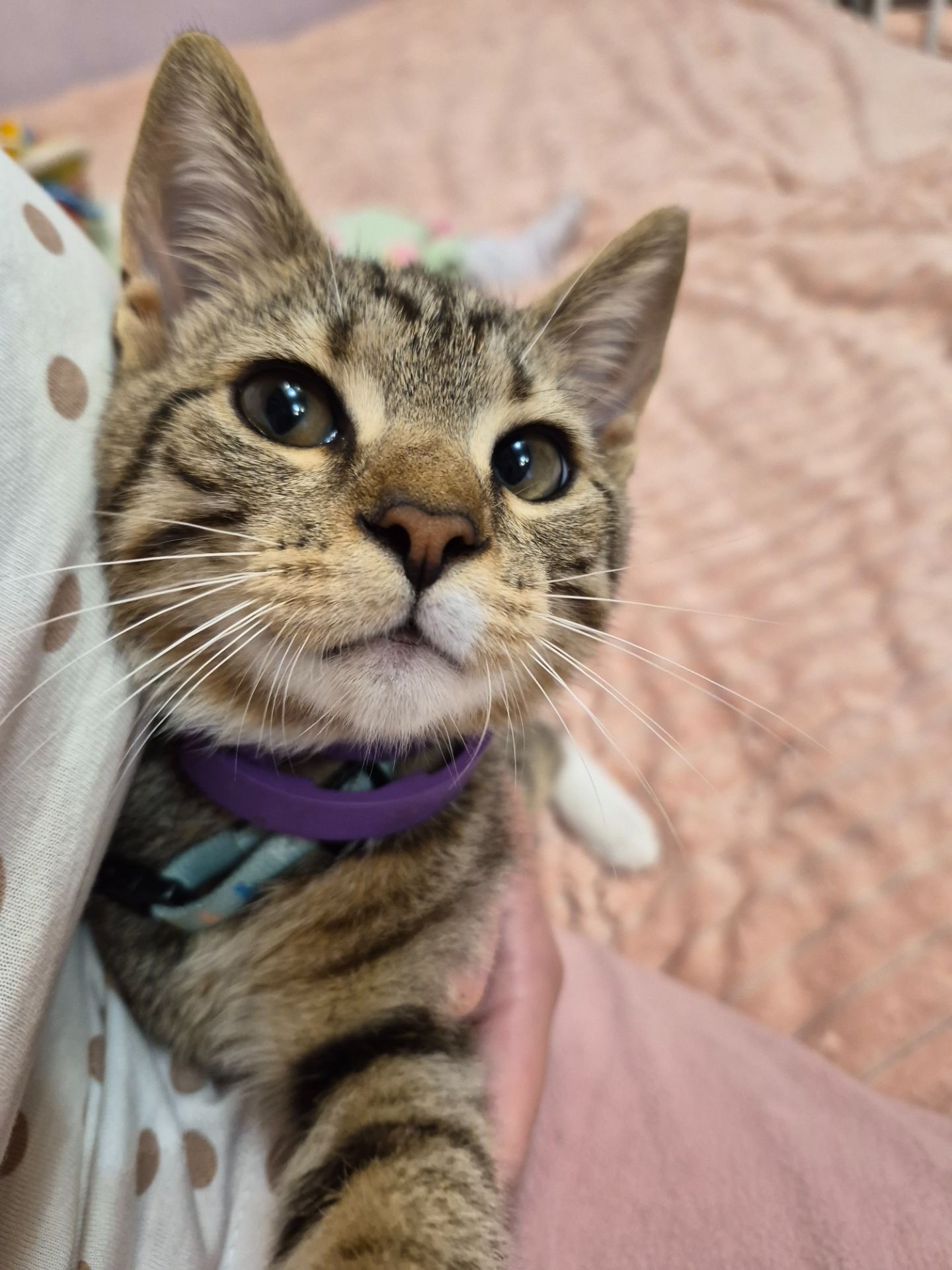 Кошеня