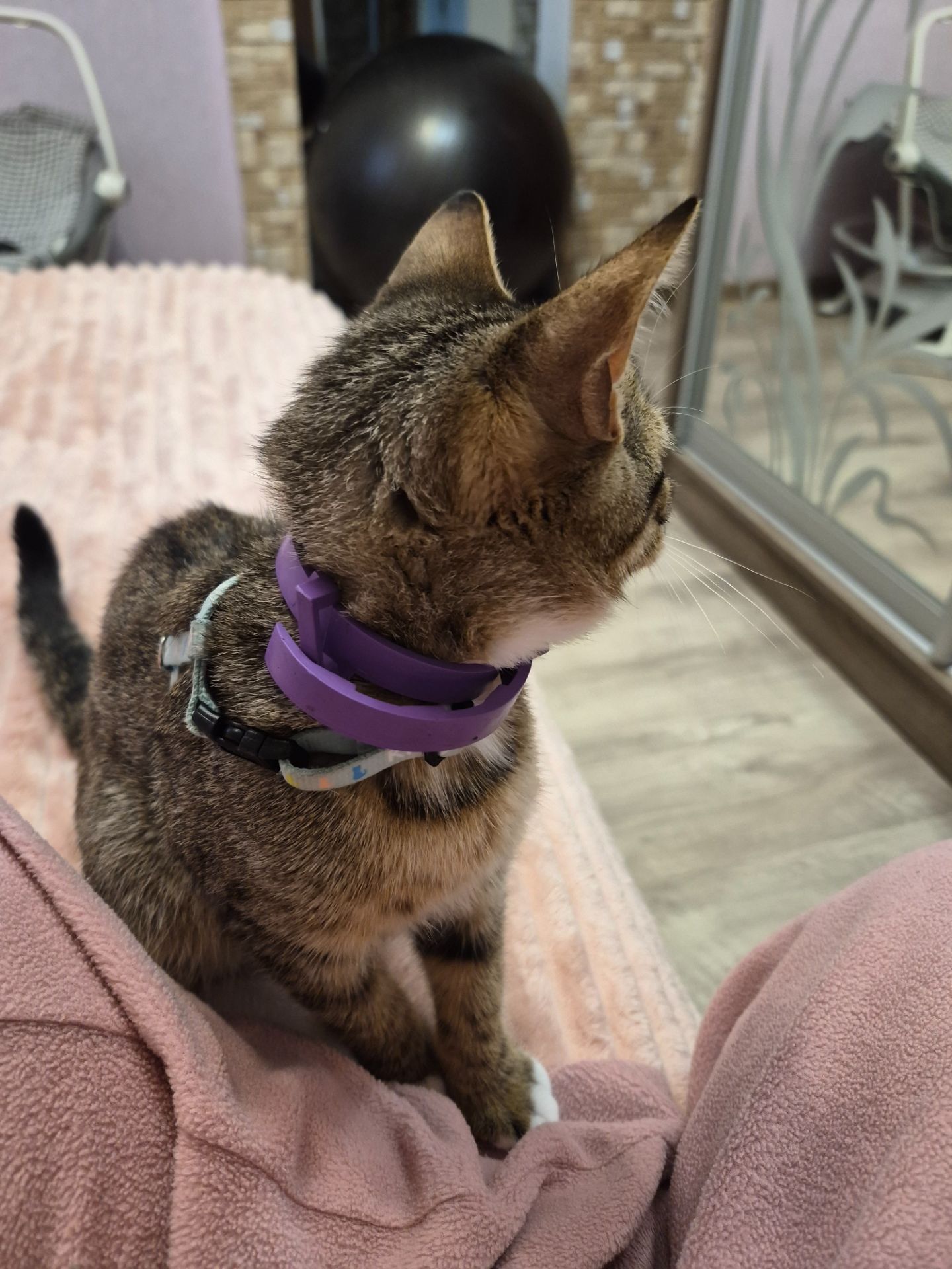 Кошеня
