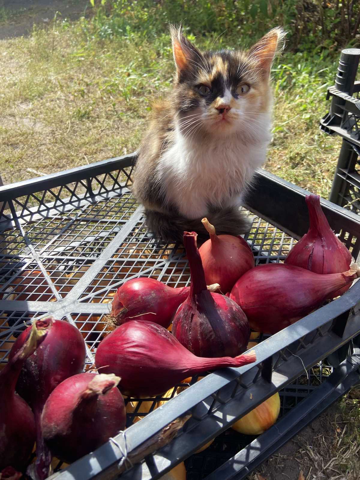 Анютка